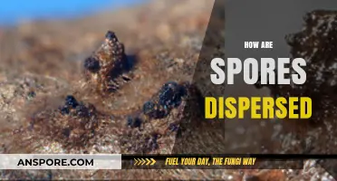 Exploring Nature's Strategies: How Spores Travel and Disperse Effectively