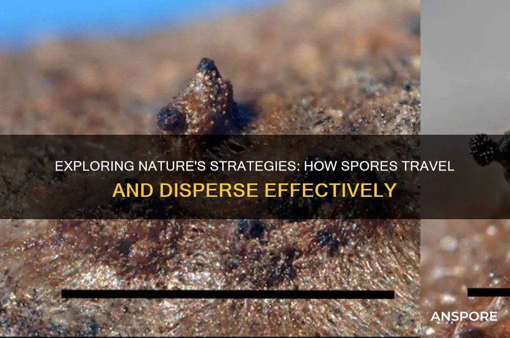 how are spores dispersed