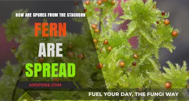 Staghorn Fern Spores: Unveiling Their Unique Dispersal Mechanisms