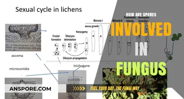 Understanding Fungal Spores: Their Role in Fungus Reproduction and Survival