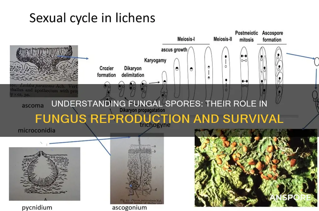 how are spores involved in fungus