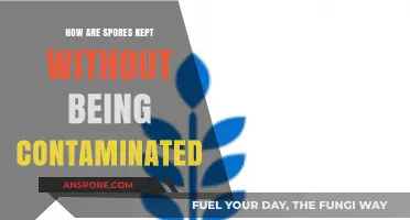 Preventing Contamination: Effective Methods for Safe Spores Storage