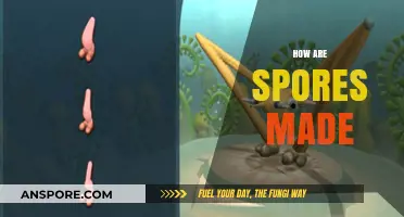 Unveiling the Fascinating Process of How Spores Are Created