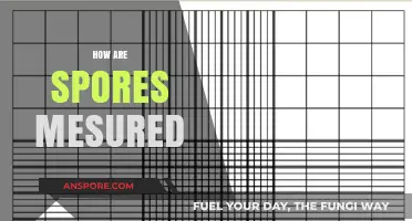 Measuring Spores: Techniques, Tools, and Precision in Spore Analysis
