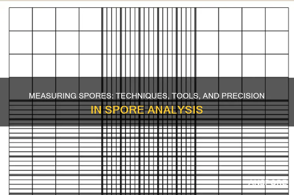 how are spores mesured