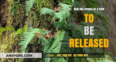 Unveiling the Mechanism: How Fern Spores Are Released into the Wild