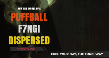 Puffball Fungi Spores: Unique Dispersal Methods in Nature Explained