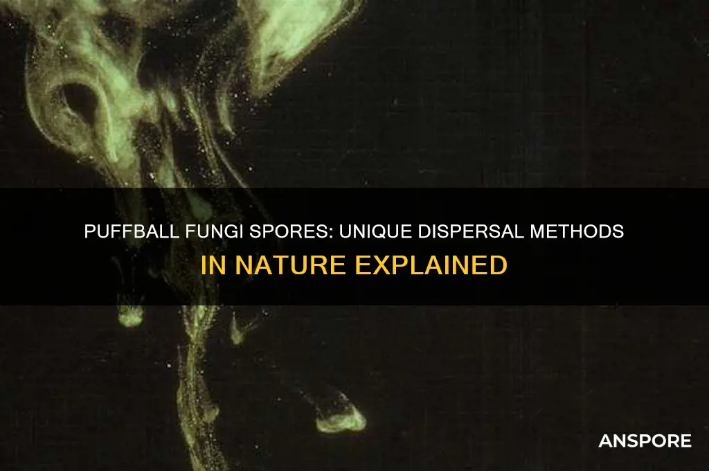 how are spores of a puffball f7ngi dispersed