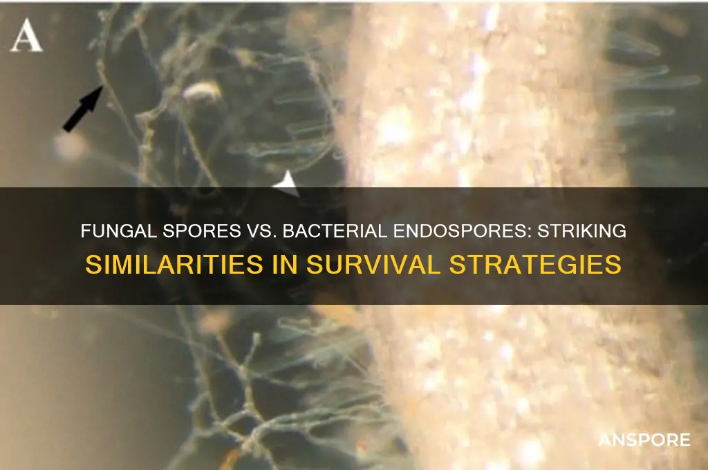 how are spores of fungi similar to bacterial endospores