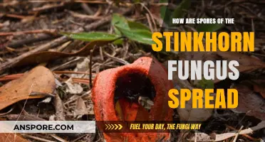 Stinkhorn Fungus Spores: Unveiling Their Unique Dispersal Mechanisms