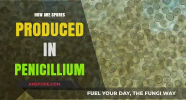 Understanding Penicillium: The Intricate Process of Spore Production Explained