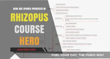 Rhizopus Sporulation Process: Understanding Spore Production in Course Hero