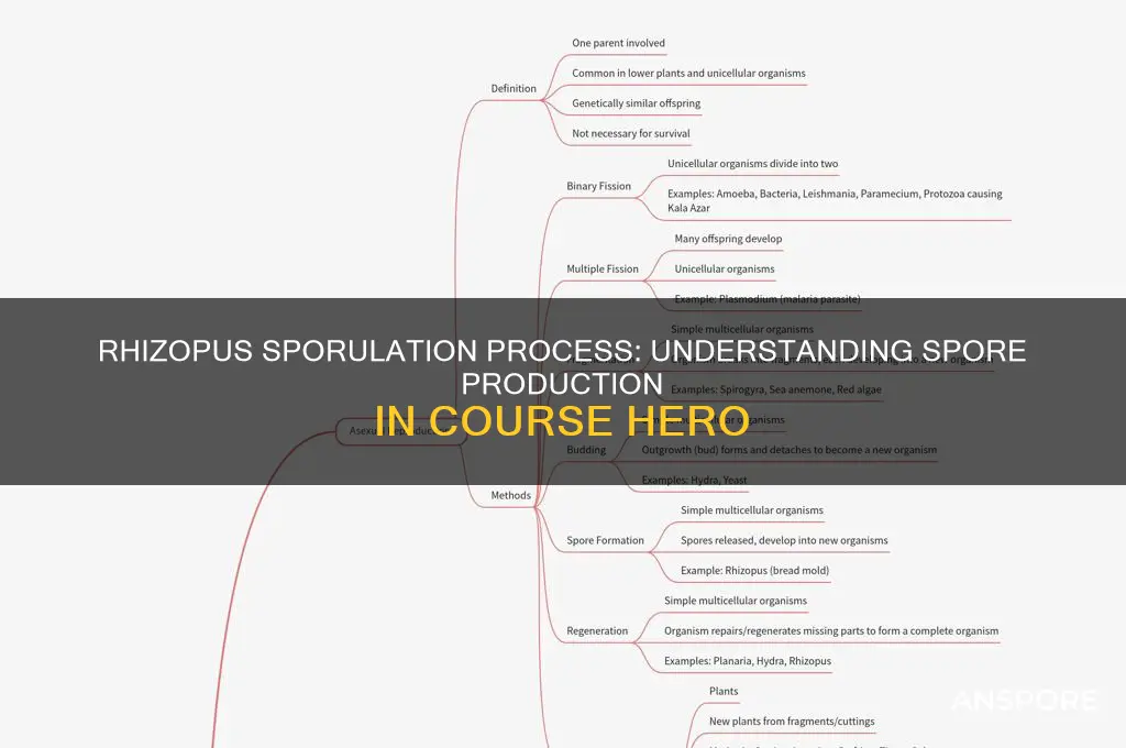 how are spores produced in rhizopus course hero