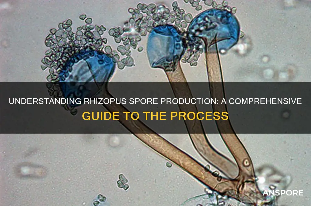 how are spores produced in rhizopus