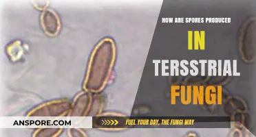 Unveiling the Process of Spore Production in Terrestrial Fungi