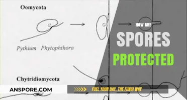 How Spores Survive: Nature's Ingenious Protective Mechanisms Explained