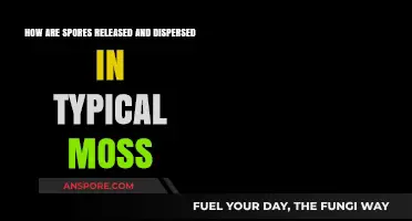 Moss Spores: Release and Dispersal Mechanisms in Nature's Tiny Plants