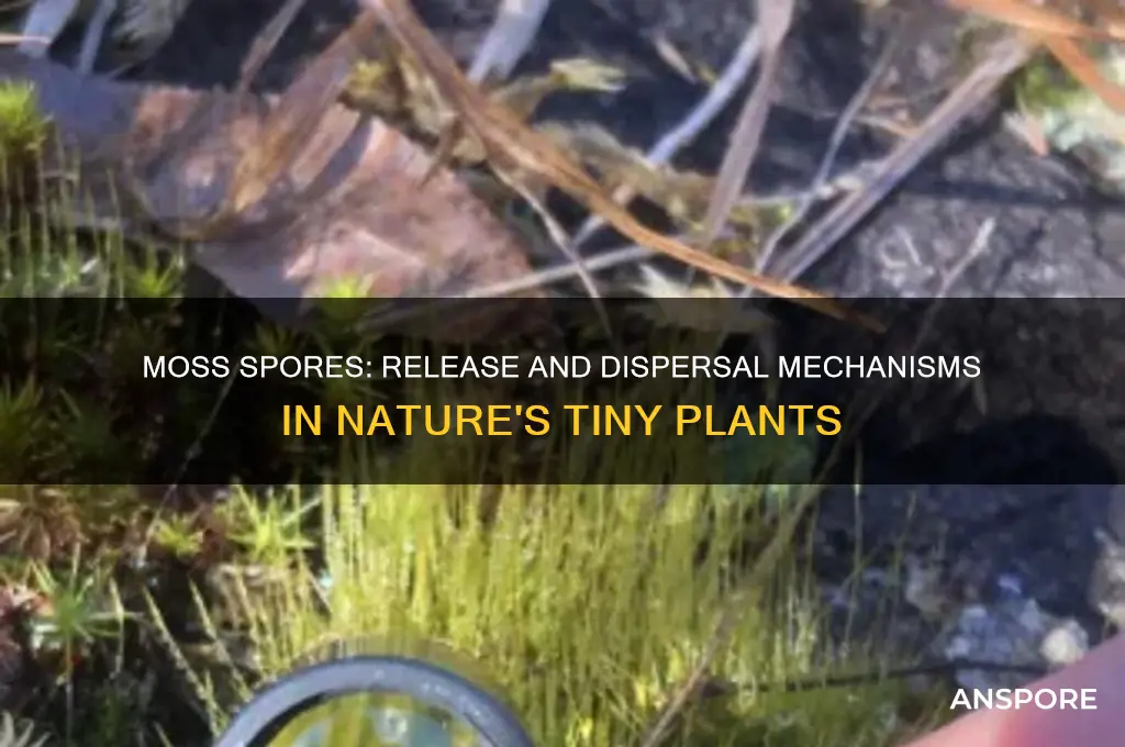 how are spores released and dispersed in typical moss