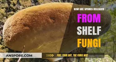 Shelf Fungi Spore Release: Unveiling the Mechanism Behind Their Dispersal