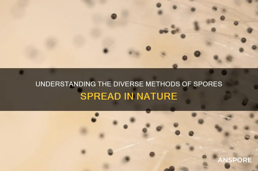 how are spores spread