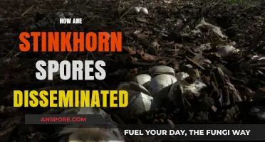 Unveiling Stinkhorn Spores: Unique Dissemination Methods in Nature's Oddity