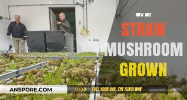 The Secret to Growing Straw Mushrooms