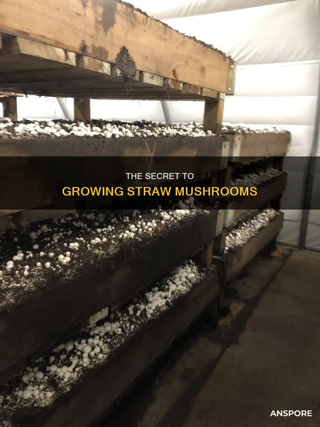 how are straw mushrooms grown