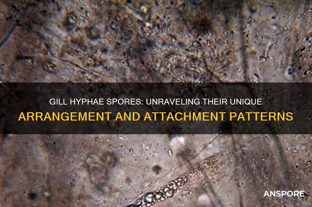 how are the attached spores arranged on the gill hyphae
