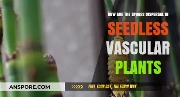 Exploring Spore Dispersal Mechanisms in Seedless Vascular Plants