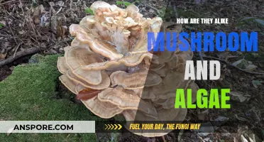Mushrooms and Algae: Nature's Similarities