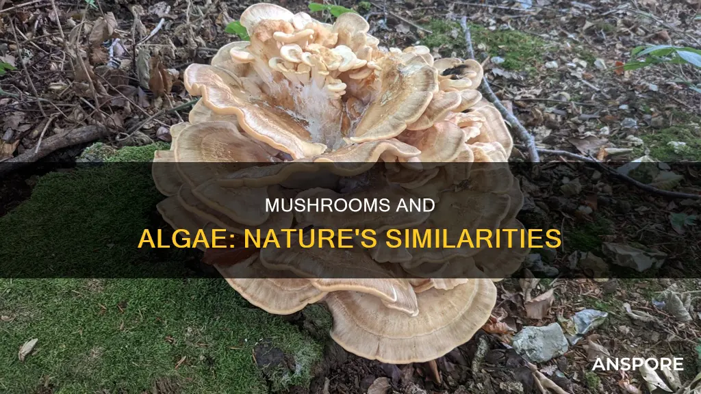 how are they alike mushroom and algae