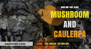 Mushrooms and Caulerpa: Similarities in Structure and Form