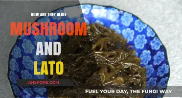 Mushrooms and Lato: A Tale of Two Fungi