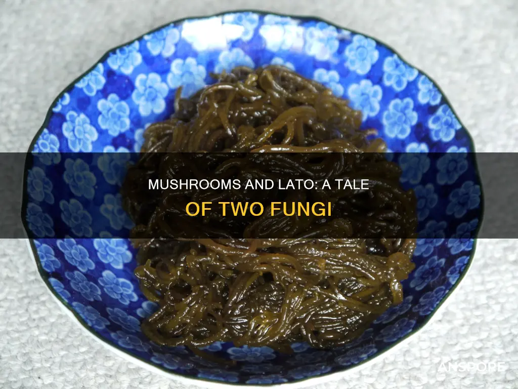 how are they alike mushroom and lato