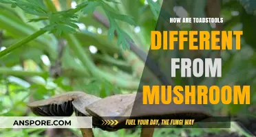 Toadstools vs. Mushrooms: What's the Difference?