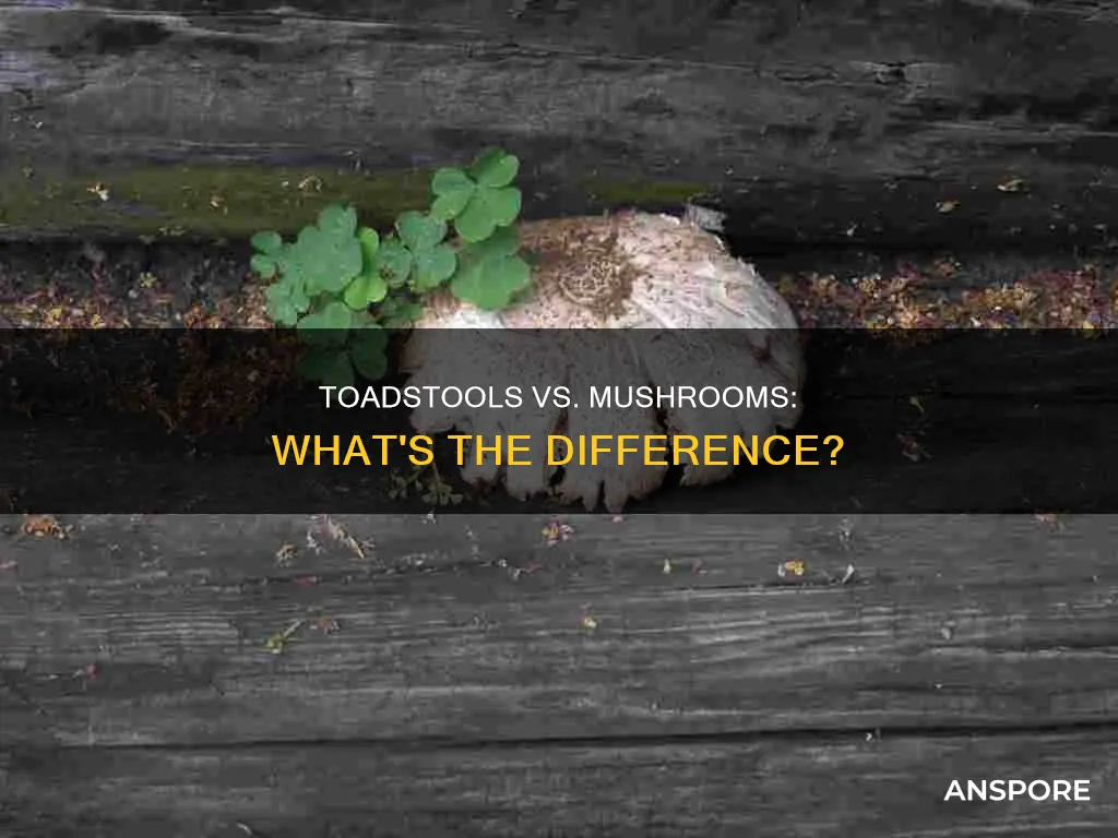 how are toadstools different from mushrooms