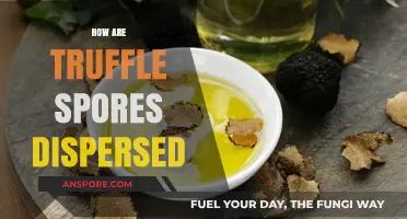 Unveiling the Secrets of Truffle Spore Dispersal in Nature