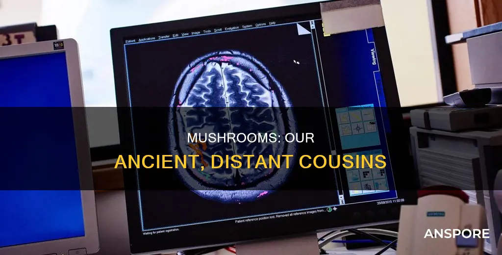 how are we related to mushrooms