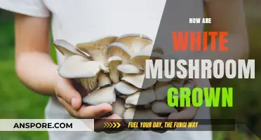 The Science Behind Growing White Mushrooms