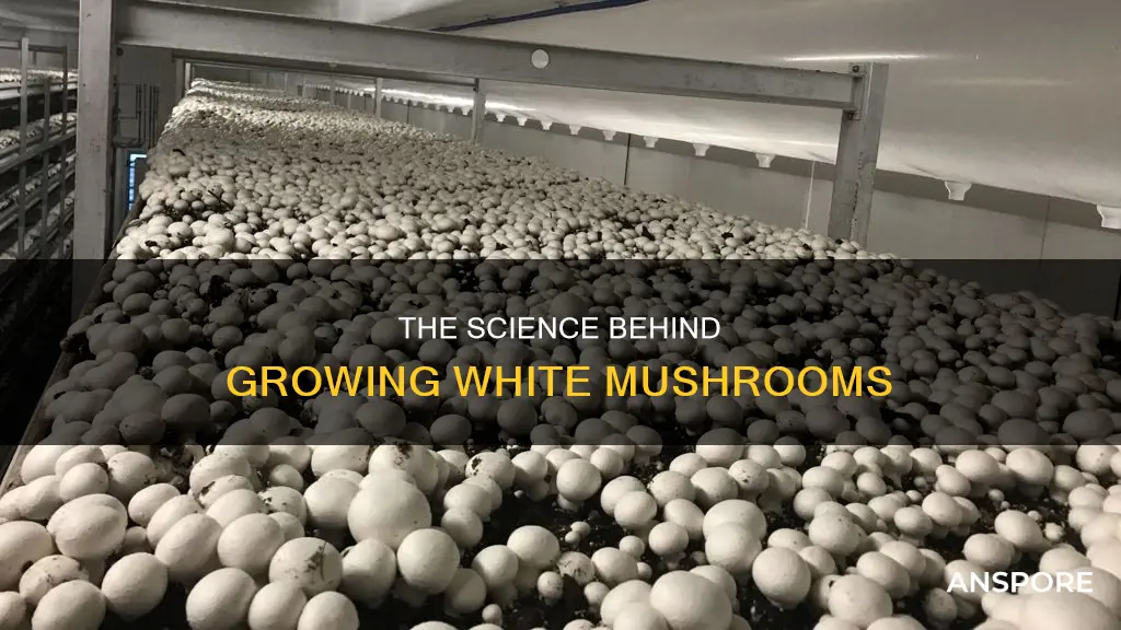 how are white mushrooms grown