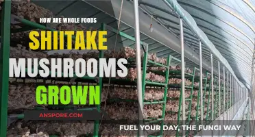 Shiitake Mushrooms: Farmed Sustainably at Whole Foods