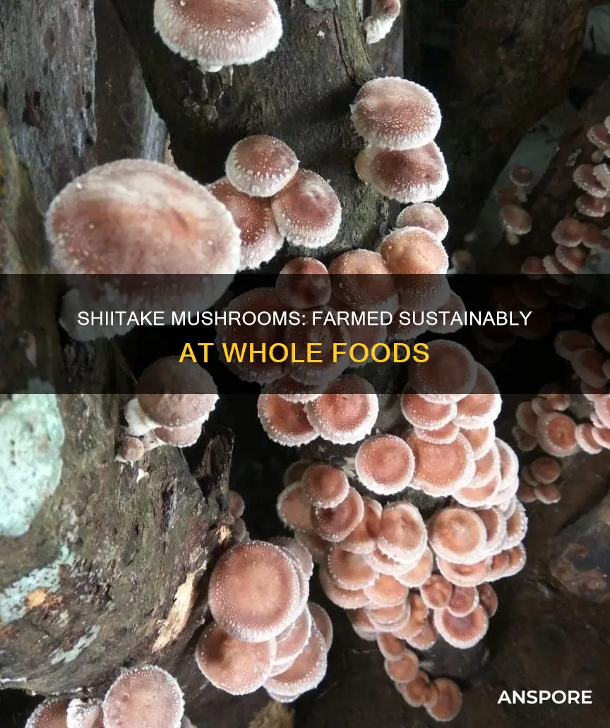 how are whole foods shiitake mushrooms grown