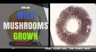 Wild Mushroom Cultivation: Secrets from the Forest