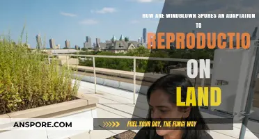 Windblown Spores: A Key Land Reproduction Adaptation Strategy