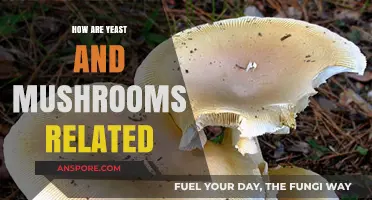 Yeast and Mushrooms: What's the Connection?