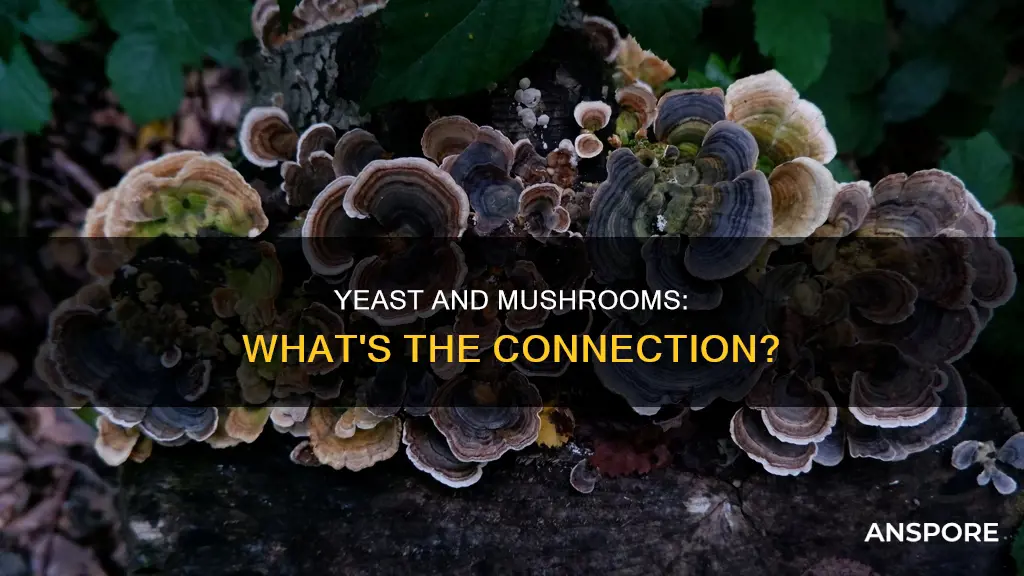 how are yeast and mushrooms related