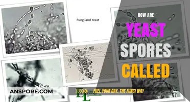 Understanding Yeast Spores: What Are They Called and How Do They Form?