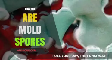 Mold Spores: Unseen Dangers and Health Risks Explained