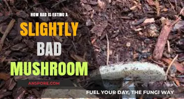 Slightly Bad Mushrooms: Risks, Symptoms, and When to Worry