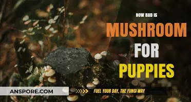 Mushrooms and Puppies: Understanding the Risks and Potential Dangers